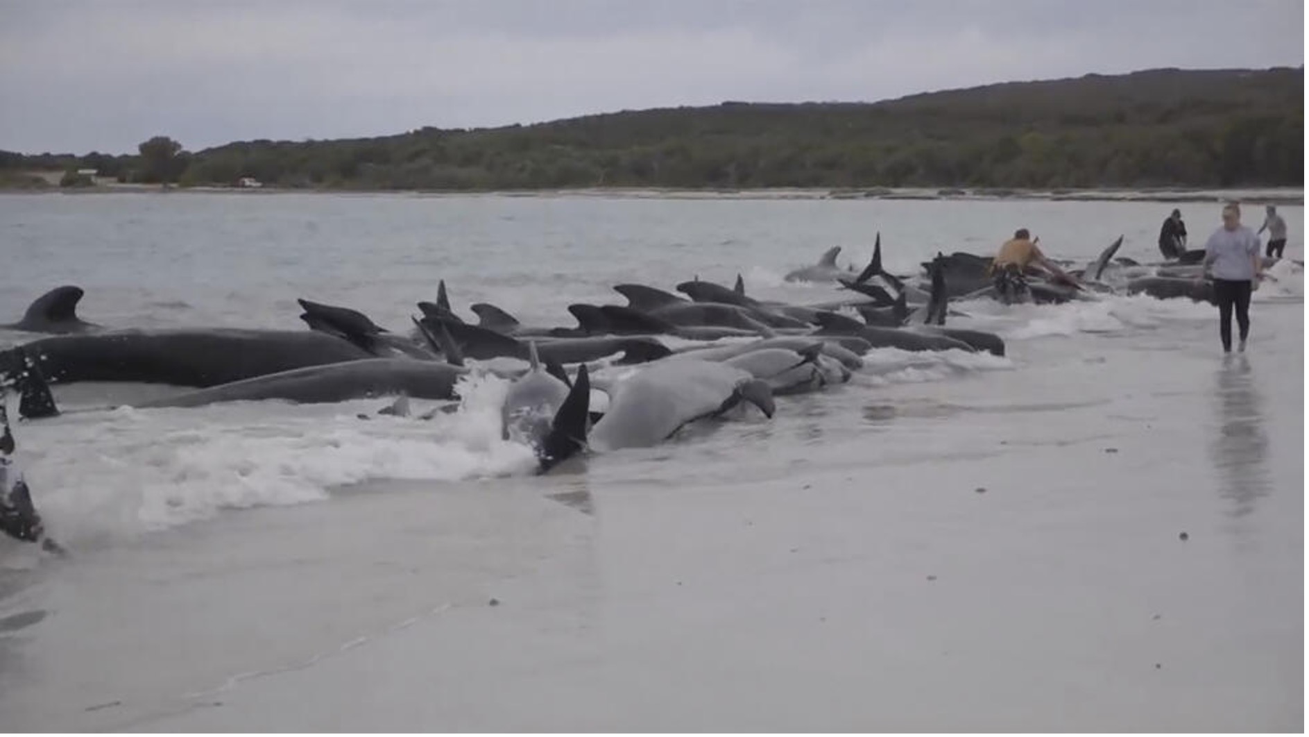 pilot whales